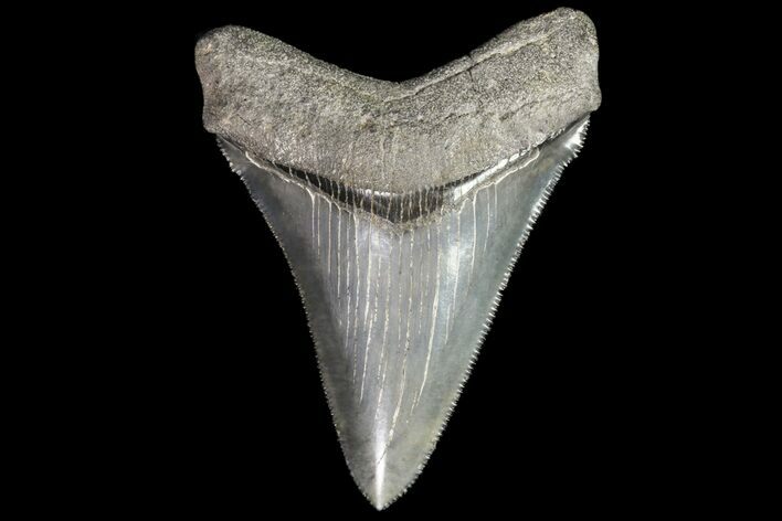 Serrated, Chubutensis Tooth - Megalodon Ancestor #76485